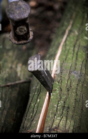 La separazione dei tronchi di castagno dolce che viene utilizzata per la costruzione di una recinzione di scorze Sussex in modo tradizionale. Foto di Jim Holden. Foto Stock