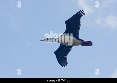 Re imperiale shag Cormorano Saunders Island, Falkland Islands Foto Stock