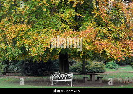 Sedile unico posti a sedere sotto un faggio Colore di autunno colori farmleigh house Phoenix Park di Dublino tranquillo relax tranquillo Foto Stock