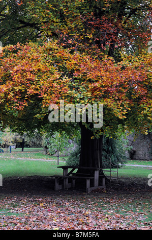 Sedile unico posti a sedere sotto un faggio Colore di autunno colori farmleigh house Phoenix Park di Dublino tranquillo relax tranquillo Foto Stock