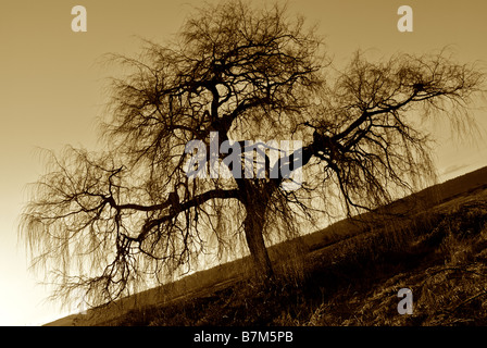 Silhouette di un albero in inverno a sunrise Foto Stock