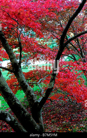 Rosso vibrante colore fiery acer palmatum lascia attraverso il ramo di albero autunno colori autunnali di caduta del colore Foto Stock