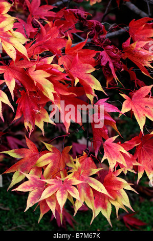 Giallo arancione e Fiery color rosso acer palmatum Foglie di autunno foglia caduta autunnale colore colore alberi ad albero Foto Stock