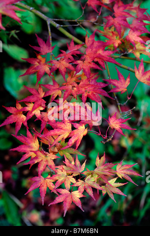 Giallo arancione e Fiery color rosso acer palmatum Foglie di autunno foglia caduta autunnale colore colore alberi ad albero Foto Stock