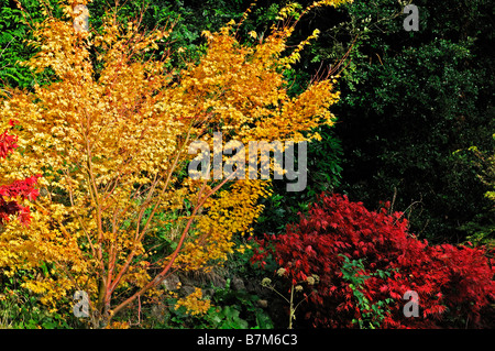 Giallo arancione e Fiery color rosso acer palmatum Foglie di autunno foglia caduta autunnale colore colore alberi ad albero Foto Stock