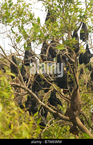 Pteropus scapulatus little red flying fox colonia di alberi di mangrovia Foto Stock