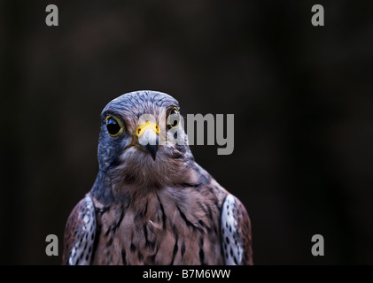 Un maschio di Gheppio Falco tinnunculus Foto Stock