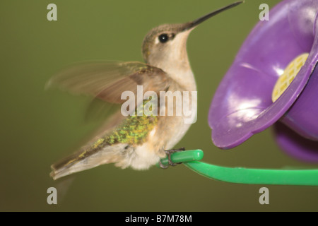 Ruby-throated hummingbird in corrispondenza di un alimentatore Foto Stock