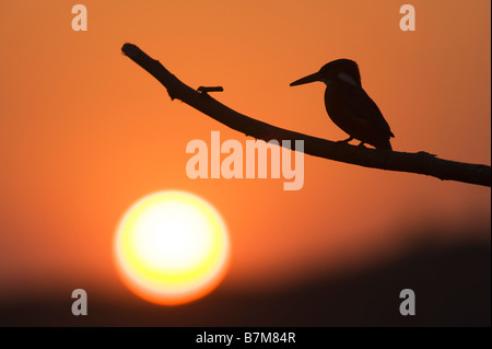 Alcedo atthis. Silhouette di una unione Kingfisher appollaiato su un bastone al tramonto su un pozzo di acqua nella campagna indiana. Andhra Pradesh, India Foto Stock