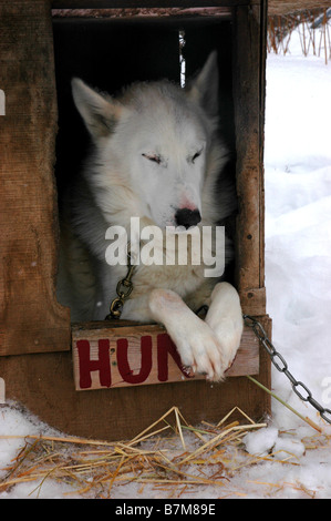 Un Sled Dog nel suo canile. Foto Stock