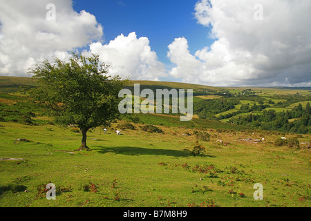 Guardando attraverso il Parco Nazionale di Dartmoor sopra Dartmeet Devon England Regno Unito Foto Stock