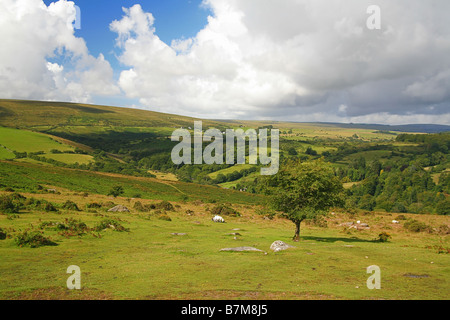 Guardando attraverso il Parco Nazionale di Dartmoor sopra Dartmeet Devon England Regno Unito Foto Stock