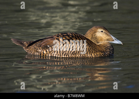 Comune Femmina eider duck Somateria mollissima captive Foto Stock