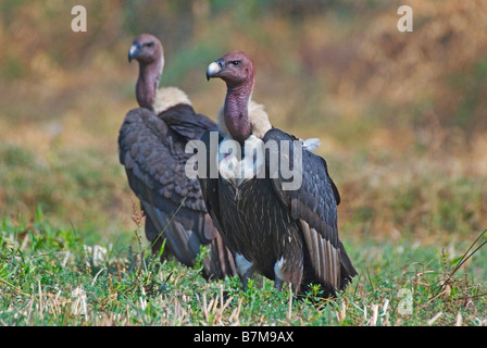 Bianco indiano rumped vulture o dorso bianco vulture Foto Stock