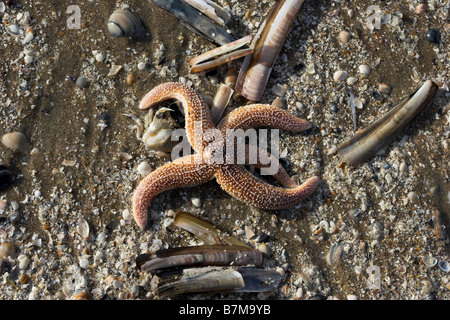 Starfish comune Asterias rubens e gusci di rasoio Ensis ensis granchio e lavato fino sul litorale Holland Foto Stock