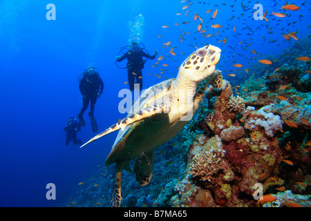 Tartaruga embricata e subacquei Foto Stock