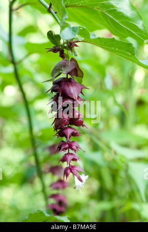 Brattee e bacche di Leycesteria formosa in autunno Foto Stock