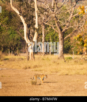 Royal tigre del Bengala in sole di mattina di sole foresta nel Parco Nazionale di Kanha Madhya Pradesh India del Nord Asia Foto Stock