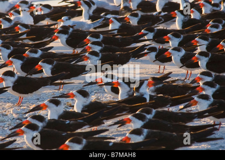 Gregge di Nero Skimmers Rynchops niger sulla spiaggia a Gasparrilla isola in Florida Foto Stock