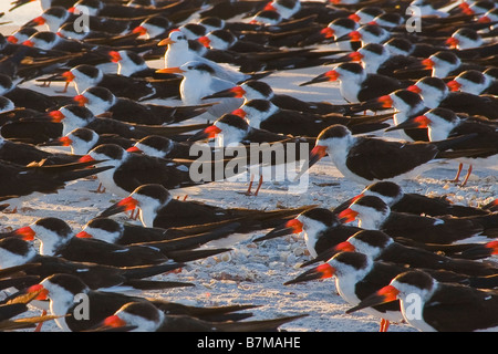 Gregge di Nero Skimmers Rynchops niger sulla spiaggia a Gasparrilla isola in Florida Foto Stock