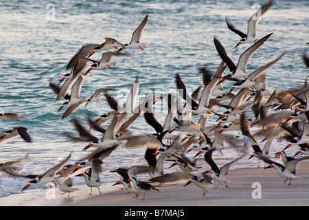 Gregge di Nero Skimmers Rynchops niger sulla spiaggia a Gasparrilla isola in Florida Foto Stock