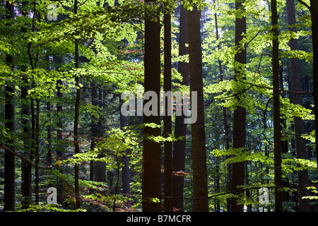 Gli alberi nelle foreste Tier-Freigelande Germania Foto Stock