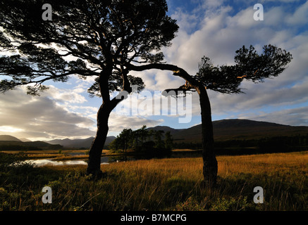 Stagliano alberi di pino e colline attorno a Loch Tulla Rannoch Moor Highlands scozzesi UK Foto Stock