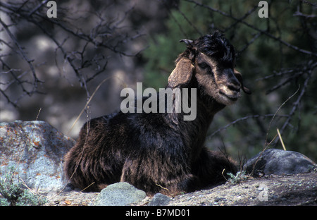 Capretto Minapin Karakoram gamma aree del Nord del Pakistan Foto Stock