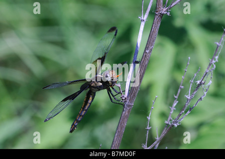 Vedova femmina Skimmer preda di mangiare Foto Stock