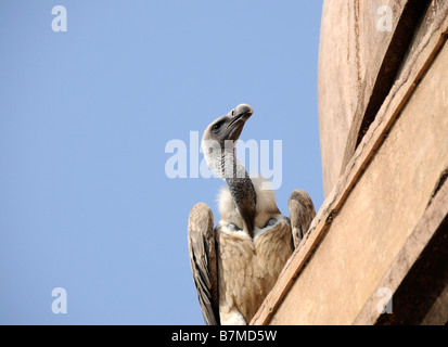 Un avvoltoio indiano (Gyps Indicus) posatoi su una sporgenza sul tetto di pietra arenaria di Jahangir Mahal (palazzo) Orchha Foto Stock
