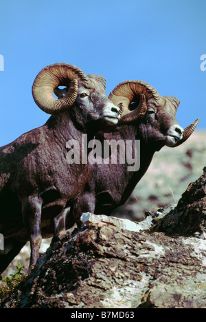 Rocky Mountain Bighorn Rams (Ovis canadensis), il Parco Nazionale di Jasper, Canadian Rockies, AB, Alberta, Canada Foto Stock