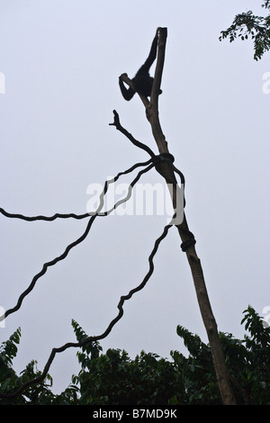 Mano bianca gibbone stagliano nella struttura ad albero Foto Stock