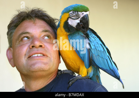 Un uomo con un macaw sulla sua spalla Byron Bay uomo Dave Henderson con 18 anni di Alex e splendidamente colorata Sud Americana Maca Foto Stock