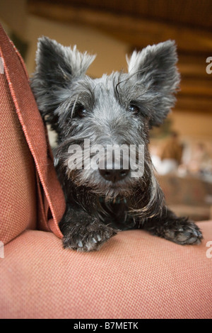 Invecchiamento scottish terrier cane, ritratto, close up di faccia Foto Stock