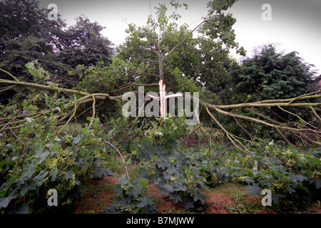 Albero in caccia vicino Bicester viene colpito da un fulmine dopo forti tuoni 2006 Foto Stock