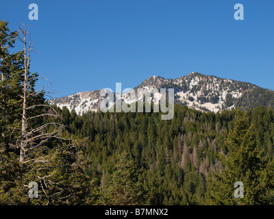 Scena da al Millcreek Canyon sentiero escursionistico al di sopra di Salt Lake City, Utah. Foto Stock