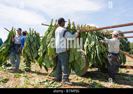 Uomini al lavoro nei campi di tabacco in Canada Foto Stock