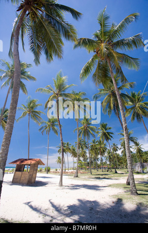 Piccola capanna in legno sotto alte palme sulla spiaggia di sabbia in Brasile Foto Stock