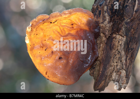 Jelly orecchio funghi Auricularia padiglione auricolare judae Foto Stock