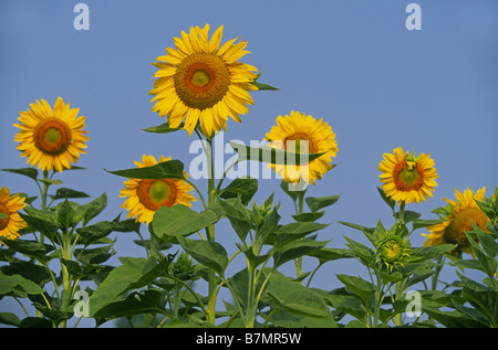 Un campo di girasoli sotto un cielo di estate blu Foto Stock