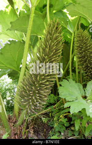 Rabarbaro gigante, Gunnera tinctoria, Gunneraceae Foto Stock