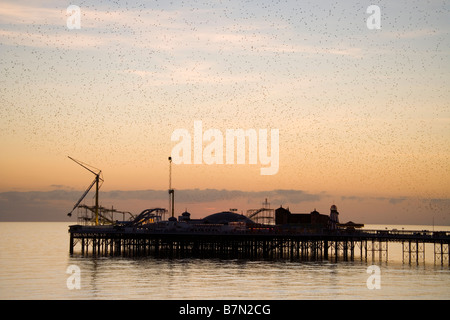 Per gli storni volando sul molo di Brighton al tramonto, Sussex, Regno Unito Foto Stock