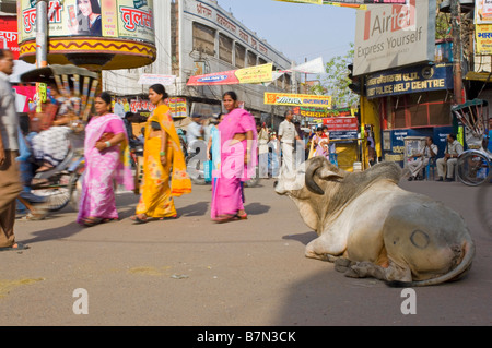 Un sacro Sahiwal bull (bos indicus) giace impassibili e indisturbate nel mezzo di un incrocio occupato in Varanasi. Foto Stock