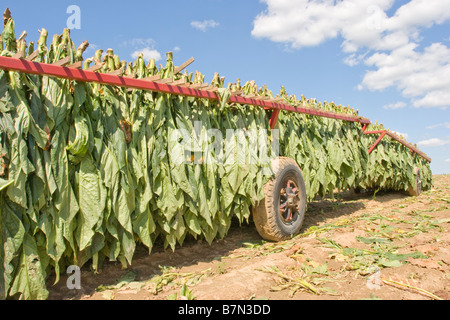 Foglie di tabacco su un rimorchio di fattoria in Ontario Canada Foto Stock