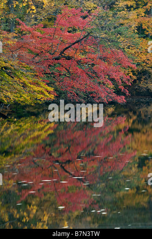 Autunno riflessioni sul lago boschiva a monte di San Francesco in Floyd County Indiana Foto Stock