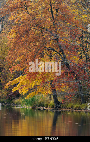 Autunno riflessioni sul lago boschiva a monte di San Francesco in Floyd County Indiana Foto Stock