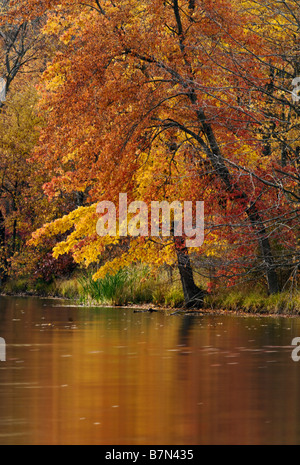 Autunno riflessioni sul lago boschiva a monte di San Francesco in Floyd County Indiana Foto Stock