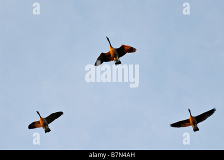 Trio di Oche del Canada Volare in formazione durante il processo di migrazione in Indiana Foto Stock