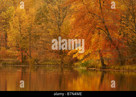 Autunno riflessioni sul lago boschiva a monte di San Francesco in Floyd County Indiana Foto Stock