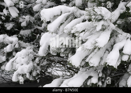 Alberi di Natale coperto di neve Foto Stock